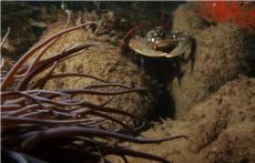 Lobster and Snakelocks anemone © Maggs Ashton